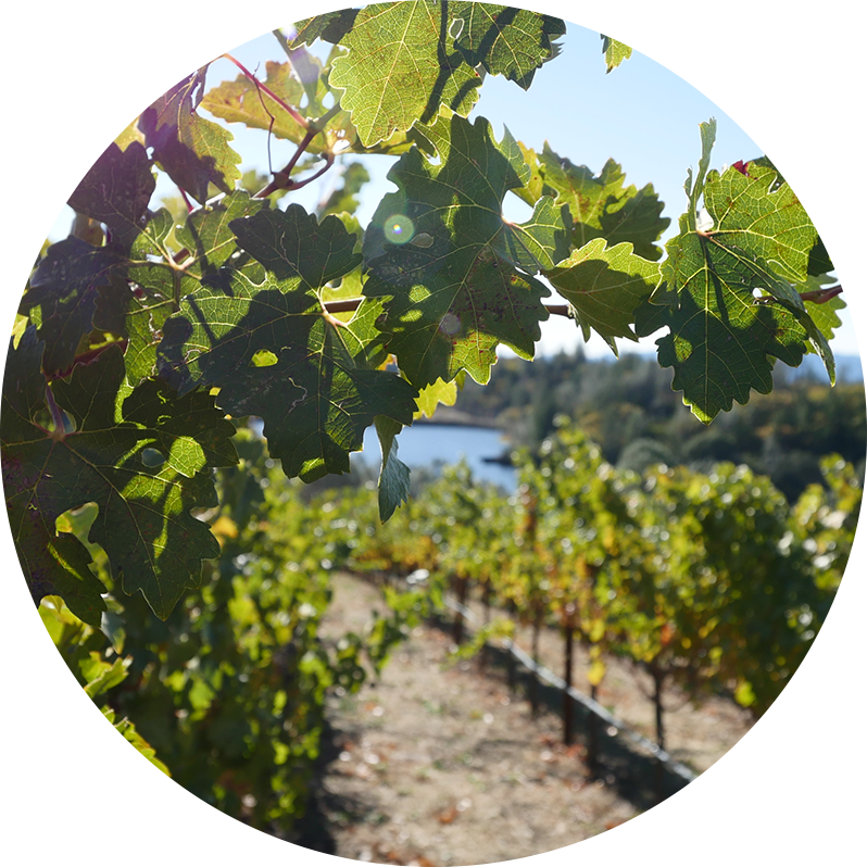Vineyard Acquisition Customer Spotlight